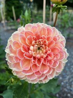 a large pink flower sitting in the middle of a garden