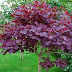 a purple tree with red leaves in the middle of a green lawn and shrubbery behind it