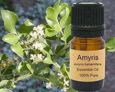 Amyris Essential Oil Amyris Essential Oil, Brown Gel Eyeliner, Myrrh Essential Oil, Frankincense Myrrh, Rose Scented Products, Organic Shea Butter, Gel Eyeliner, Essential Oil Diffuser