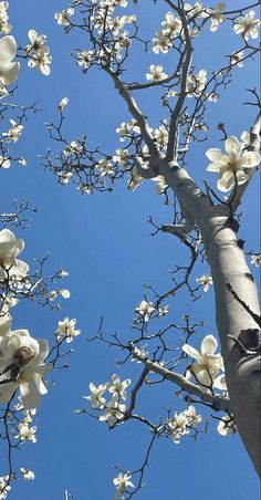 a tree with white flowers and blue sky in the background