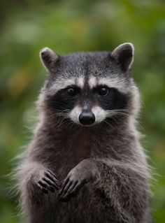 a raccoon is standing on its hind legs and looking at the camera with an intense look