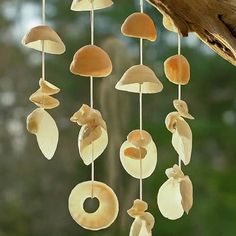 a mobile made out of shells hanging from a tree branch