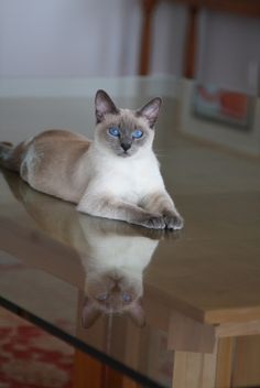 a siamese cat laying on top of a glass table with its reflection in the water