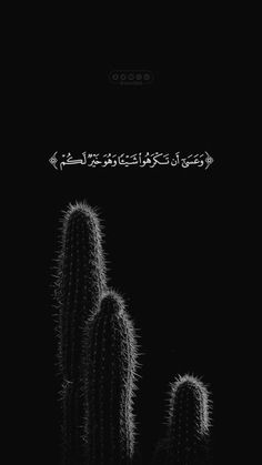 three cacti in the dark with an arabic text above them on a black background