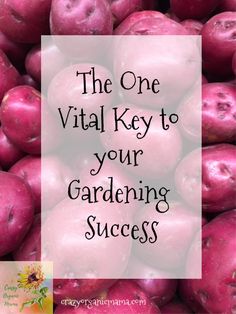 red apples with the words, the one vital key to your gardening success