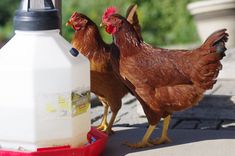 two chickens standing next to a bottle of milk