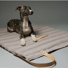 a dog laying on top of a gray blanket with a leather leash attached to it