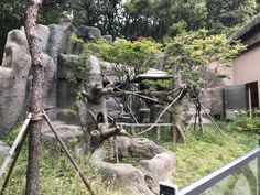 an animal exhibit at the zoo with rocks and trees in the foreground, and a building on the other side