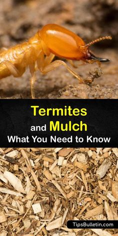 the termites and mulchs are what you need to know about these insects