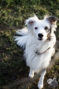 a small white dog standing on top of a grass covered field next to a frisbee