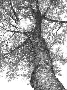 a black and white photo of a tree with the sun shining through it's branches