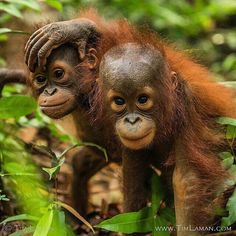 two baby oranguels are standing in the jungle together and looking at the camera