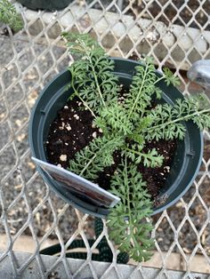 a potted plant sitting on top of a metal grate