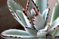 a close up view of a plant with red and white stripes