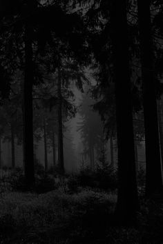 black and white photograph of trees in the woods at night with light coming from behind