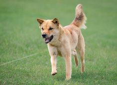 a dog is running in the grass with its mouth open and tongue hanging out,