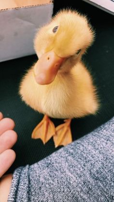 a small yellow duck sitting on top of a person's arm