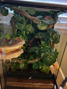 a glass case filled with lots of green plants