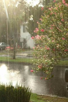 the sun shines brightly on a rainy day with pink flowers in the foreground