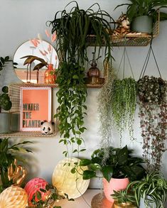 many plants are hanging on the wall in this room