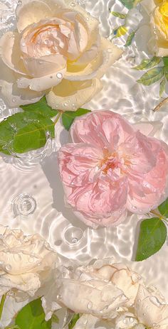 three pink and yellow roses floating in water with green leaves on the bottom, surrounded by drops of water