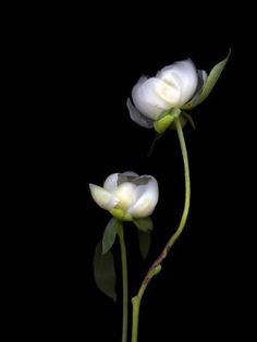 two white flowers with green stems against a black background