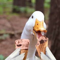 two ducks are eating ice cream cones in the woods