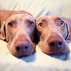 two brown dogs laying on top of a white couch next to each other with their eyes wide open