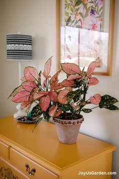 a potted plant sitting on top of a yellow dresser