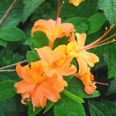 an orange flower with green leaves and water droplets on it's petals in the rain