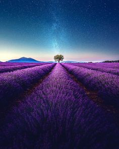 the sky is filled with stars above a lavender field