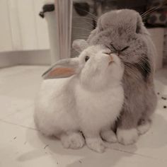 Rabbit Couple, Bunny Care, Cute Bunny Pictures, Happy November, Cute Small Animals, Bunny Pictures, Pet Bunny