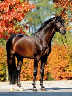 a brown horse standing on the side of a road next to trees with orange leaves