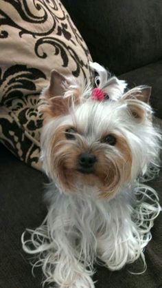 a small white dog sitting on top of a couch