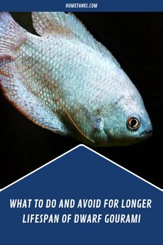 Some dwarf gourami may live longer than eight years; as long as these gouramis are provided with adequate food and water, they will thrive. Here's what you need to know and avoid to make your dwarf gourami thrive and have a long lifespan. #dwarfgourami #freshwaterfish #aquariumfish Healthy Water, Tanked Aquariums, Small Meals, Food Quality, Plant Food, Live Long