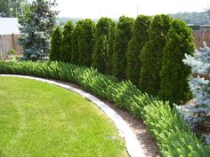 a long row of trees in the middle of a yard with green grass and blue bushes