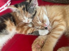 two kittens cuddle together on a red blanket, one is sleeping and the other is laying down