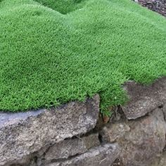 green grass growing on the side of a stone wall in front of a rock planter