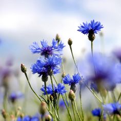 the blue flowers are blooming in the field