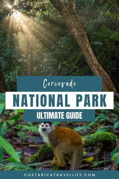 Embark on an adventure in Corcovado National Park, Costa Rica's wildest corner. Discover hiking trails, wildlife spotting tips, and must-see attractions. Corcovado National Park, Day Tours, Things To Know, Hiking Trails, Costa Rica, National Park