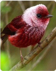 a red and white bird sitting on top of a tree branch