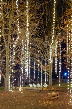 the trees are lit up with white lights in the park at night and there is no one sitting on the bench