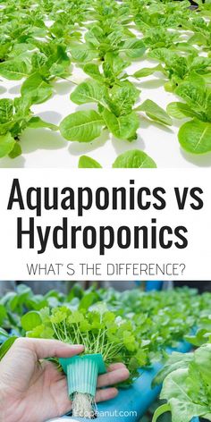 aquaponics vs hydroponics what's the difference?