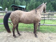 a brown horse standing on top of a dirt field next to a wooden fence and green trees