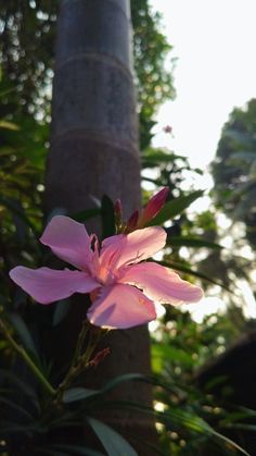 a pink flower sitting on top of a lush green field next to a tall tree