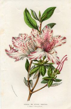 an illustration of a white flower with red stamens and green leaves on it