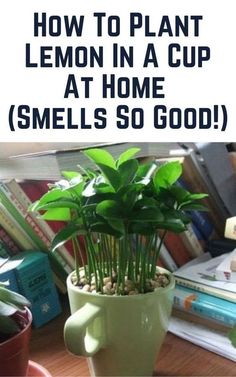 a potted plant sitting on top of a desk next to books and a computer