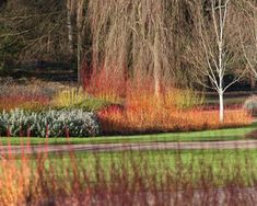 trees, shrubs and other plants in a park