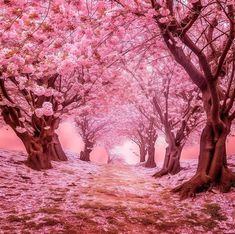 pink trees in the middle of a field