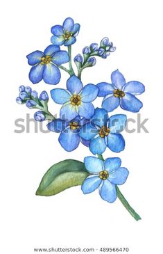 blue flowers with green leaves on a white background royalty photo - art work, watercolor painting